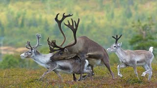 Unveiling the Caribou breeds Rituals amp A Reindeers Journey [upl. by Salita]