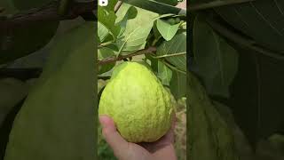 Amazing guava fruit cutting shorts gardening guavatree plants guavagarden guava fruit [upl. by Fontes]