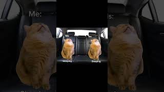 A classic trip to the airport meme fyp viral relatable pov fypシ゚viral relatablepov cat [upl. by Thomasin]