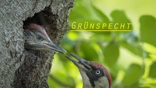 Grünspecht mit Nachwuchs 4k 25p [upl. by Llemar]