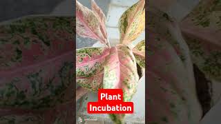 Plant INCUBATION for 1 month plants aglaonema shorts brokernolynandrade [upl. by Arikahc110]