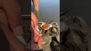 Oyster A lot After The Sea Low Tide oysters usa 100kviews fyp viral tiktok ur uk usa [upl. by Neema]