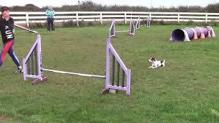 Freddie parson russell terrier agility training day [upl. by Dnaltiac682]