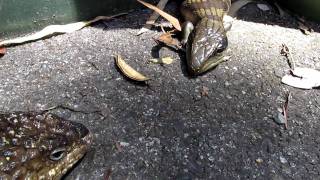 My pet shingleback meets an agressive blue tounge [upl. by Lazarus447]