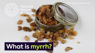 What is myrrh  Surprising Science [upl. by Ylerebmik290]