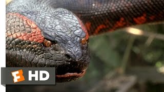 Anaconda 88 Movie CLIP  Swallowed Whole 1997 HD [upl. by Serena]