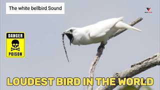 White bellbird listen to the worlds loudest bird call [upl. by Hgielrak]