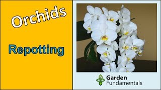 Repotting orchids everything you need to know to keep them healthy and flowering my method [upl. by Gayleen320]