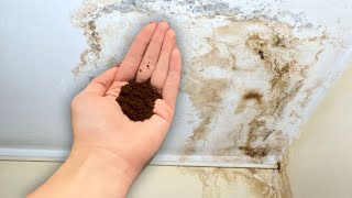 All it takes is a handful to get rid of mold and mildew from your walls [upl. by Bernice]