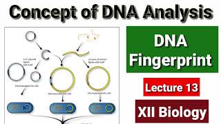 DNA Fingerprint RFLP Lecture 13 [upl. by Shishko29]