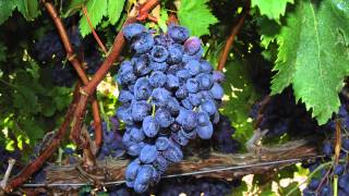 Developing seedless grapes [upl. by Rosemonde]