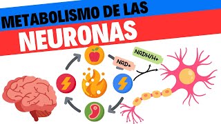 Metabolismo energético de las neuronas [upl. by Hermy]