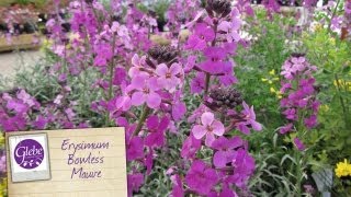 Erysimum Bowless Mauve Perennial Wallflower  Glebe Garden Centre Leicester [upl. by Quiteri]