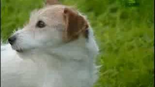 Breed All About It  Jack Russell Terrier [upl. by Viviyan]