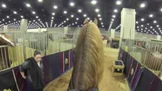 Stake Night Worlds Championship Horse Show 2013 FiveGaited Stake quotVideo Cam Perspectivequot [upl. by Ettevey909]