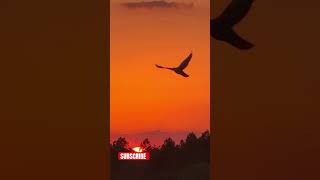 222 ANGEL MEDITATION SENSATIONAL TEXAS SUNSET clip nature love meditation [upl. by Gilbertson]