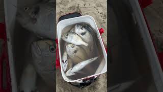 Orate Surfcasting fishing surffishing longcasting fish surfcasting pesca angler surfishing [upl. by Kursh502]