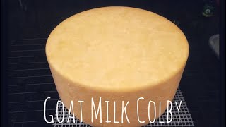 Goat Milk Colby  Cheesemaking at Home [upl. by Valina]