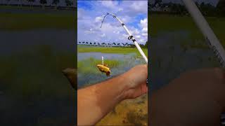 Fishing a Glidebait in Florida rebelangler fishinglure bass largemouthbass bassfishing [upl. by Nanah]