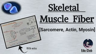 Sarcomere  Actin Filament  Myosin Filament  Skeletal Muscle Contraction  Nerve Muscle Physiolog [upl. by Marci584]