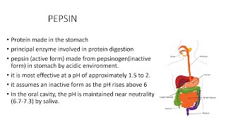 PEPSIN Pepsin and LPRacid reflux Silent reflux Burning sensation in the throat [upl. by Zehcnas175]