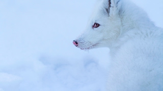 Домашний песец Сима  Arctic fox 🐺 [upl. by Matthew]