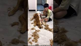 Boy Trimmed Half of His Dog’s Hairs shortsvideo [upl. by Edwina]