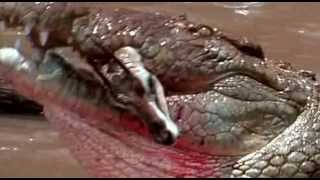 Nile Crocodile Swallowing Gazelle Whole [upl. by Odyssey]