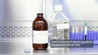 Density Gradient Centrifugation Isolate Mononuclear Cells from Whole Blood Ficoll or Lymphoprep [upl. by Udela]