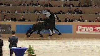 Alwin 469 hengstenkeuring 2017 Faderpaard Friesian horse [upl. by Rednirah]