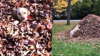 Dog Obsessed With Fall Loves Jumping Into Piles of Leaves [upl. by Aiekat]