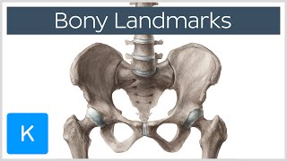 How to Memorize Bony Landmarks Quickly and Easily  Human Anatomy  Kenhub [upl. by Uzzia212]