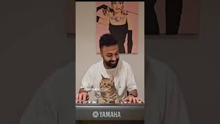 Mesmerised cat 🎹❤️😄 [upl. by Aromas]