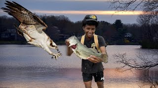 OSPREY Dives at Fishing Lure 1vs1 BIG BASS CHALLENGE [upl. by Ransell]