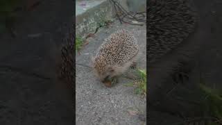 Igel frisst Schnecken im Garten [upl. by Eidnyl]