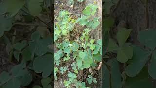 Oxalis ☘️ plant growing capacity moreampmoreyshortspls likeamp subscribe 🙏♥️🥰 [upl. by Missak]