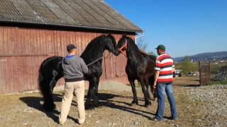 LUSITANO ZEUS [upl. by Reisfield]