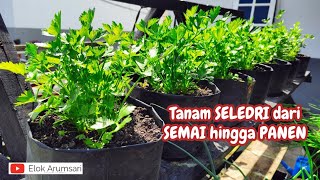 CARA TANAM SELEDRI FULL DARI AWAL SAMPAI AKHIR [upl. by Roberts]