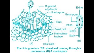 UREDOSPORE OF PUCCINIA [upl. by Reckford]