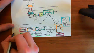 The RAS  RAF  MEK  ERK Pathway Part 3 [upl. by Yeaton]