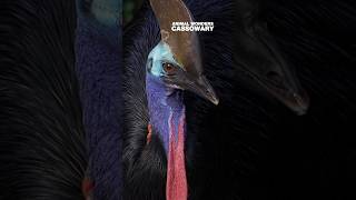 Animal Wonders Cassowary [upl. by Ausoj]