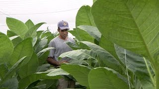 Así se cultiva la hoja del tabaco habano [upl. by Gwendolin]