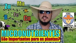 Micronutrientes são MESMO importantes para as plantas O que PRECISO saber [upl. by Mohandis]