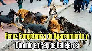 Pelea de Perros por Aparearse con perra en celo Jerarquía y Dominio Territorial 🐲 [upl. by Ellednahc]