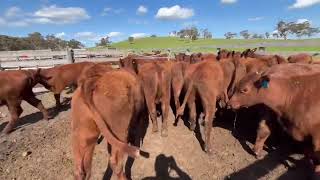 Blackmoor EU Shorthorn heifers [upl. by Adnir500]