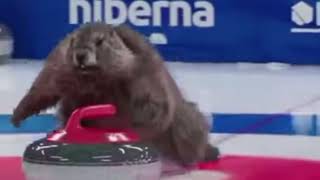 Beavers Curling [upl. by Attayek328]