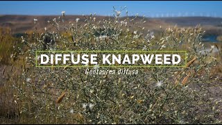 Diffuse Knapweed [upl. by Gans]