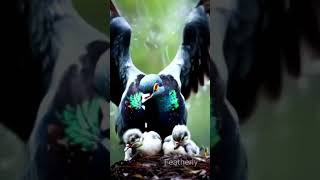 Colombian Pigeon Protects Her Chicks from the Rain mother birds pigeon dove trending shorts [upl. by Odilo]