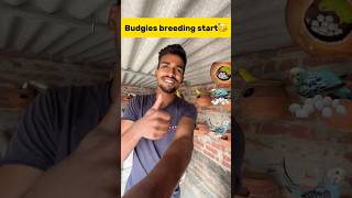 Budgies breeding start🥳 petlover minivlog budgiesfam pigeon kabutar kabootar birds [upl. by Joao643]