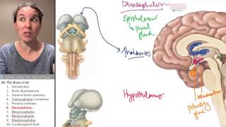 the Diencephalon Brain ☆ Human Anatomy Course [upl. by Duston]